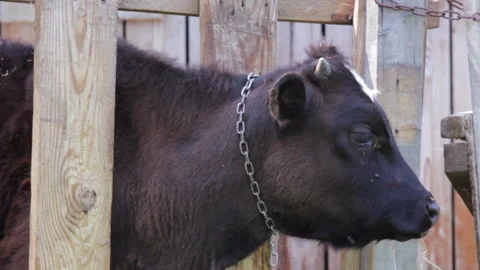 A Black Calf in the Pen. Close-up Stock Footage 310948655