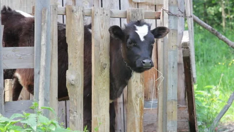 A Black Calf in the Pen Stock Footage 310948681