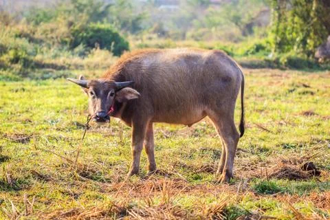 Black calf Stock Photos
