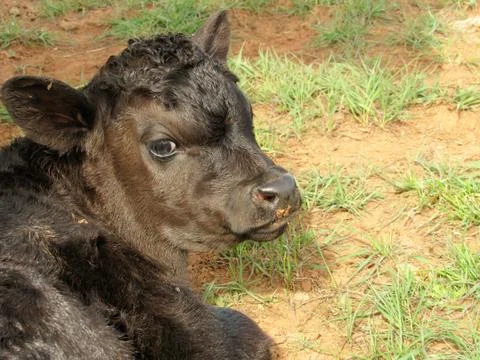 Black calf Foto stock
