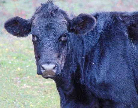 Black calf portrait. in Romania Фото