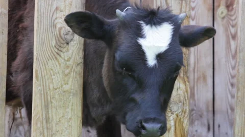 Black Calf Scratching Itself Stock Footage 310948678