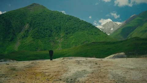 Black Calf Walking Alone in Green Mountain Landscape Under Blue Sky Видео 333449371