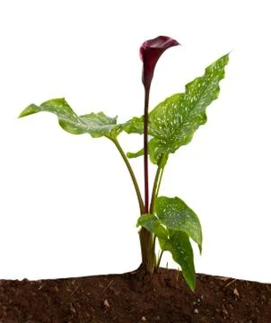 Black calla Stock Photos