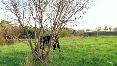Black Calves Grazing Behind The Tree Stock Footage 120287659