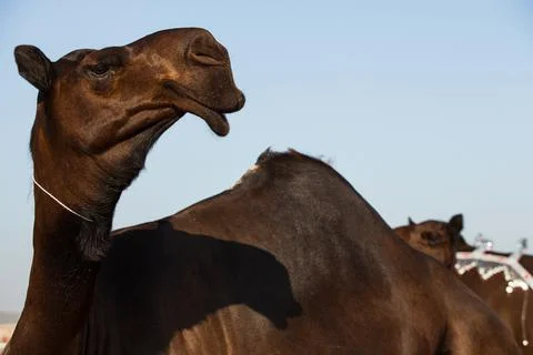 Black camel with long mustache Stock Photos