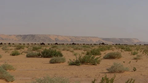Black camels Stock Footage 112776350
