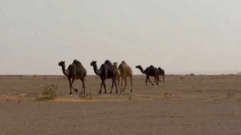 Black camels Stock-Footage 112776360