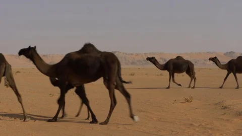 Black camels Stock Footage 112776446
