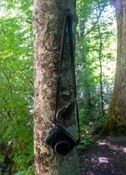 A black camera case hangs on a tree trunk in a summer forest. Foto stock