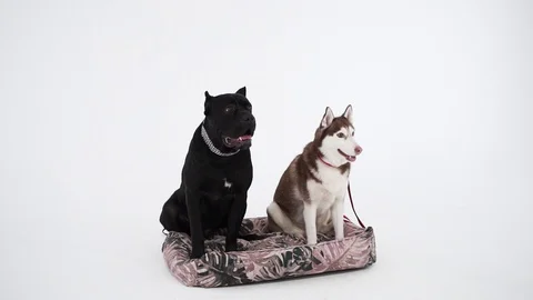 Black Cane Corso and husky sitting near to each other. Super cute dogs. Stock Footage 106470948