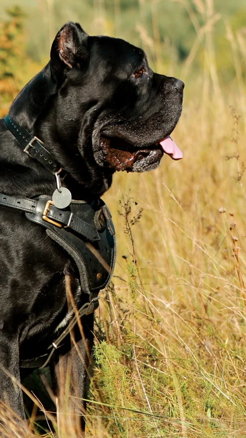 Black Cane Corso Big Dog Stock Video Pond5