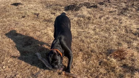 Black Cane Corso dog bites wooden stick lying on dry grass Stock Footage 172365864