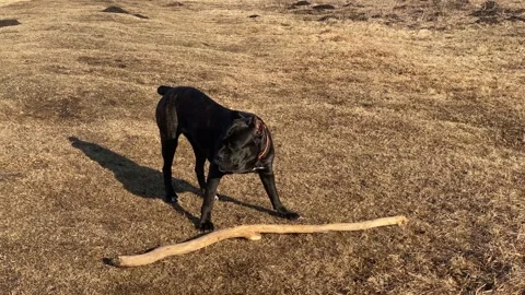 Black Cane Corso dog chews food playing with wooden stick Stock Footage 172365820