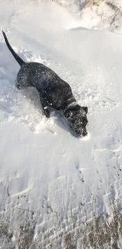 Black Cane Corso dog in snow with  daylight contrast. Stock Photos