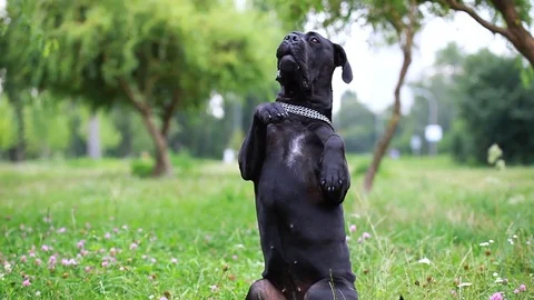 Black Cane Corso in the field executes the command of the host. Stock Footage 114069585