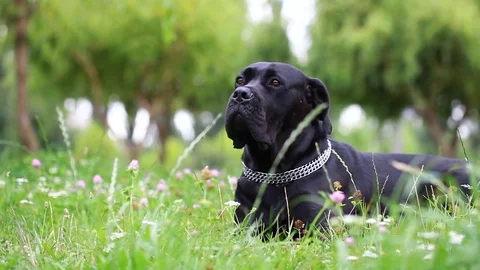 Black Cane Corso in the field executes the host's commands Stock Footage 114069593