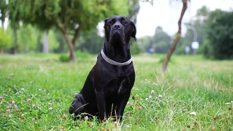 Black Cane Corso in the field executes the host's commands Stock Footage 114069601