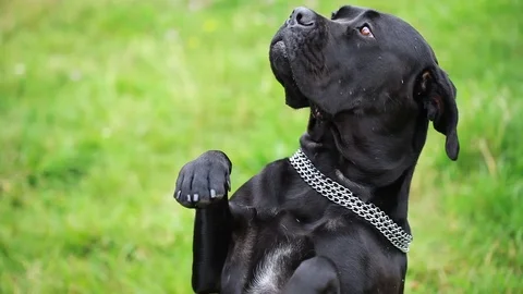Black Cane Corso in the field executes the command of the host. Stock Footage 114069602