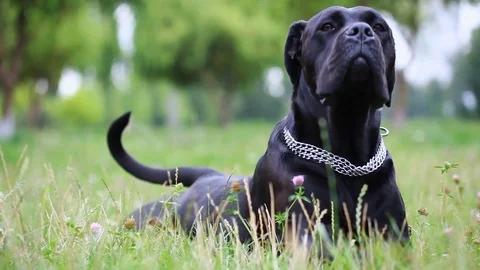Black Cane Corso plays in the field. Cane Corso in a playful mood Stock Footage 114069580