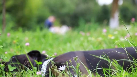 Black Cane Corso plays in the field. Cane Corso in a playful mood Stock Footage 114069598