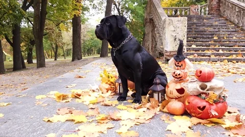 Black Cane Corso sits among pumpkins decorated for Halloween Stock Footage 256967102