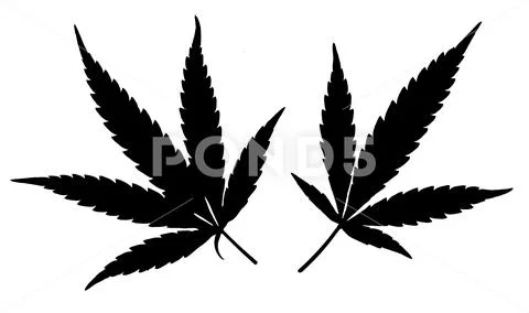 Black Cannabis leafs isolated on white background Stock Illustration