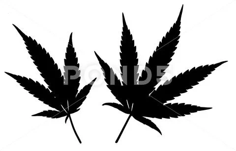 Black Cannabis leafs isolated on white background Stock Illustration