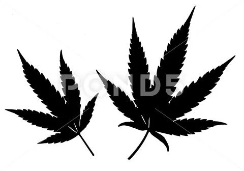 Black Cannabis leafs isolated on white background Stock Illustration