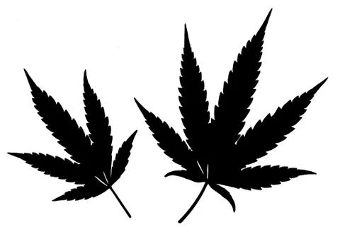 Black Cannabis leafs isolated on white background Stock Illustration