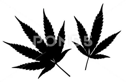 Black Cannabis leafs isolated on white background Stock Illustration