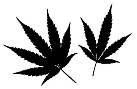 Black Cannabis leafs isolated on white background Stock Illustration