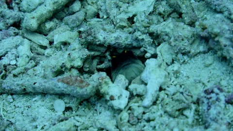 Black cap jawfish turning in its hole with the head coming out Stock Footage 112454697