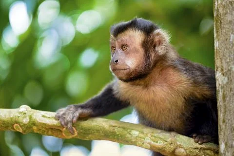 Black Capouchin monkey climbing on a tree in the rainforest of Rio de Janeiro Stock Photos