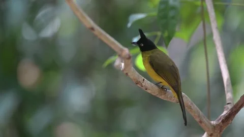 Black-capped Bulbul Bird Stock Footage 281167827