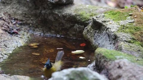 Black-capped Bulbul Bird Stock Footage 281167852