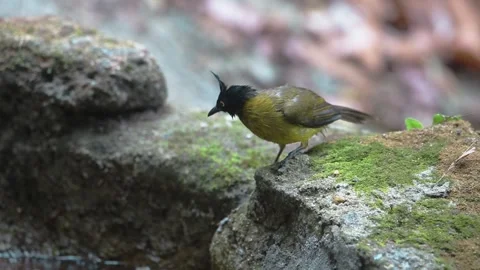 Black-capped Bulbul Stock Footage 281167904