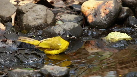 Black-capped Bulbul (Rubigula melanictera) playing in a small pond on nature  Stock Footage 194526159
