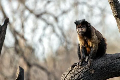 The Black-Capped Capuchin eats fruits, nuts, and insects. Photo taken in Braz Stock Photos