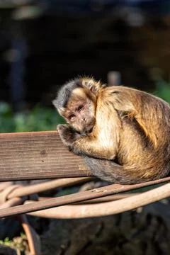 The Black-Capped Capuchin eats fruits, nuts, and insects. Photo taken in Braz Stock-Fotos