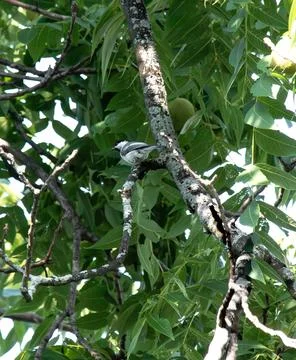 Black capped chicadee perched in a tree Stock Photos