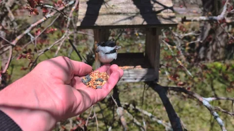 Black Capped Chicakadee Bird Feeding Video stock 275566467