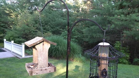 Black Capped Chickadee 1 Stock Footage 92487956