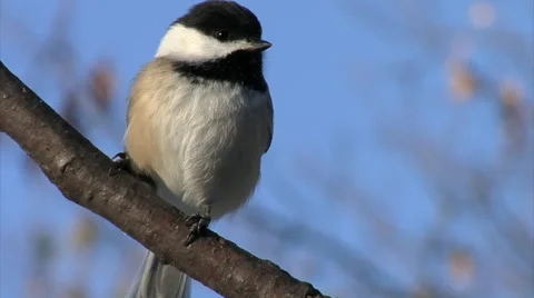 Black Capped Chickadee 2 Stock Footage 45297493
