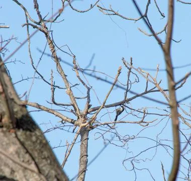 Black capped chickadee-6 Stock Photos