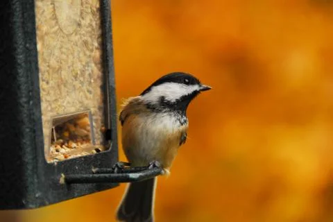 Black-Capped Chickadee against Fall Foliage Stock Photos