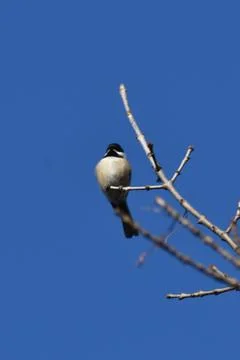Black Capped Chickadee on bare branch with beautiful blue sky background Foto stock