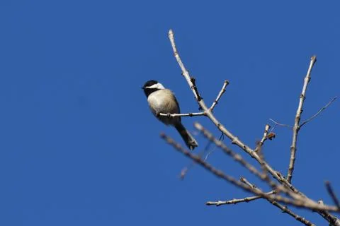 Black Capped Chickadee on bare branch with beautiful blue sky background Foto stock