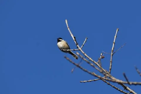 Black Capped Chickadee on bare branch with beautiful blue sky background Foto stock