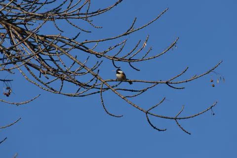Black Capped Chickadee on bare branch with beautiful blue sky background Foto stock